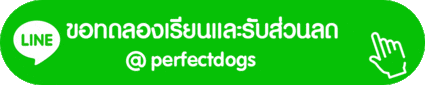 ทดลองเรียนอาบน้ำตัดขนหมา